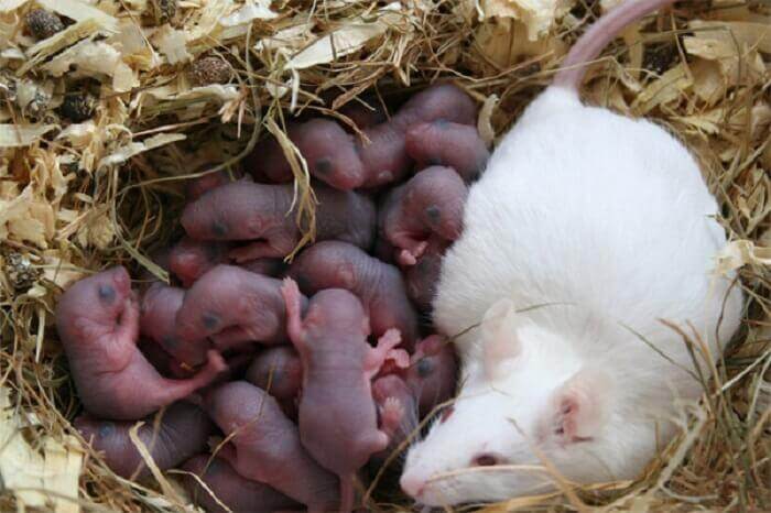 Ngủ mơ thấy nhiều chuột